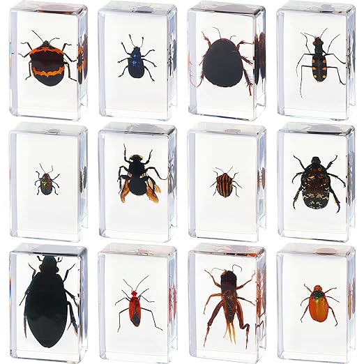 12 Pcs Insect Specimens for Kids Bug Collection Kit Real Specimens of Various Butterflies Beetles, Kids Biology Science Educational Toy, Back to School Gift for Classroom Teacher Student(Cricket)