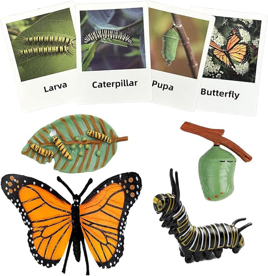 Mbrain 4pcs Butterfly Growth Cycle with Flash Cards,Life Cycle Learning & Education Toys,Montessori Toys,Gift for Girl & Boy for 3 4 5 6 7 Year Old (Butterfly)