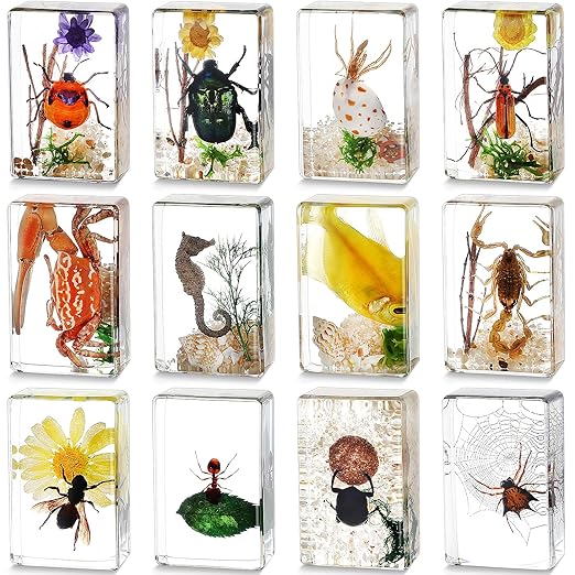 12 Pcs Insect Specimens for Kids Bug Collection Kit Real Specimens of Various Butterflies Beetles, Kids Biology Science Educational Toy, Back to School Gift for Classroom Teacher Student(Scenery)