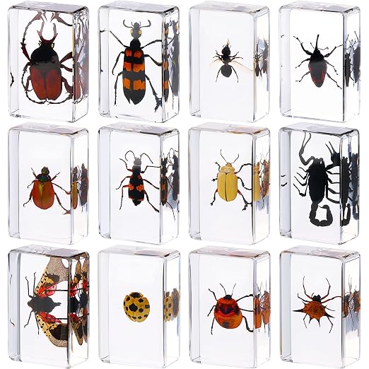12 Pcs Insect Specimens for Kids Bug Collection Kit Real Specimens of Various Butterflies Beetles, Kids Biology Science Educational Toy, Back to School Gift for Classroom Teacher Student(Ladybug)