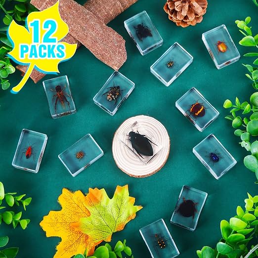 12 Pcs Insect Specimens for Kids Bug Collection Kit Real Specimens of Various Butterflies Beetles, Kids Biology Science Educational Toy, Back to School Gift for Classroom Teacher Student(Cricket)