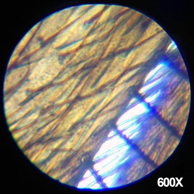 AmScope M30-ABS-KT2-WM 1200X 52 pc Microscope Science Kit + World of The | 120X-1200X Magnification Range