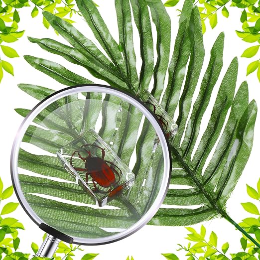 12 Pcs Insect Specimens for Kids Bug Collection Kit Real Specimens of Various Butterflies Beetles, Kids Biology Science Educational Toy, Back to School Gift for Classroom Teacher Student(Ladybug)