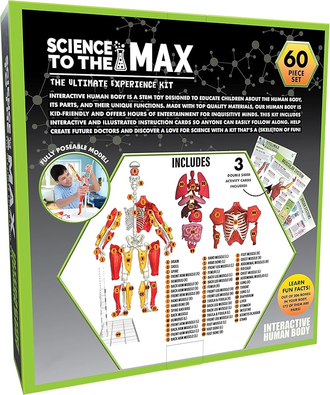 Be Amazing! Toys Interactive Human Body Anatomy Figure, 60 Pieces, Ages 8+ | Fully Poseable, 14" Tall Model, 60 Pieces with Removable Muscles, Organs, Bones - Educational STEM Toy for Boys & Girls 8+