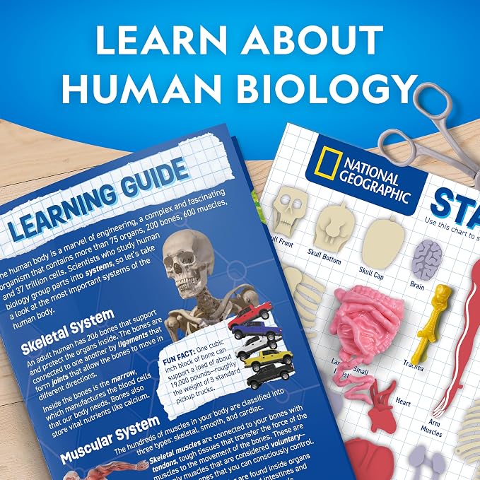 National Geographic Human Body Model for Kids 32-Piece Anatomy Set | Glow-in-the-Dark Bones, Organs & Muscles, Forceps and ID Chart, Anatomy and Physiology Learning, STEM Toy, Birthday Gift