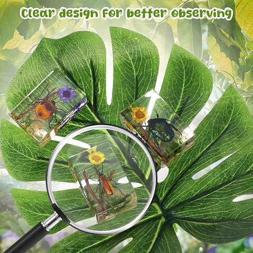 12 Pcs Insect Specimens for Kids Bug Collection Kit Real Specimens of Various Butterflies Beetles, Kids Biology Science Educational Toy, Back to School Gift for Classroom Teacher Student(Scenery)