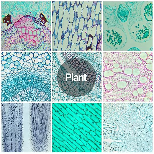 30 Microscope Slides with Specimens for Kids, Prepared Microscope Slides for Kids Microbiology, Glass Slides for Microscope, Biology Gifts for Adults Kids | Prepared Microscope Glass Slides Kit for Kids 8-12, Biology Slides Set Gifts for Students Child...