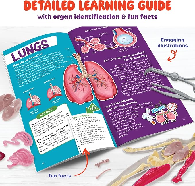 Human Anatomy Squishy Body Model - STEM Science Kits for Kids Ages 4-8 | STEM Toys for 4 5 6 7 8 Year Old Boy Birthday Gift - Learning Educational Toys for Ages 5-7 Boys Gifts - Skeleton Parts