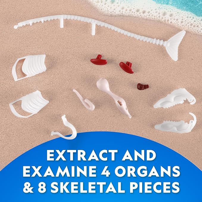 National Geographic Glow-in-the-Dark Shark Dissection Kit for Kids | Glow-in-the-Dark Great White Model, 12 Bones and Organs, Refill Pack, Kid-Friendly Tools, Shark Anatomy, Birthday Gift